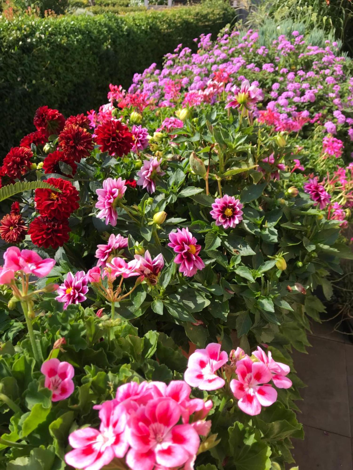 אלבניה Villa Marlene B&B מראה חיצוני תמונה